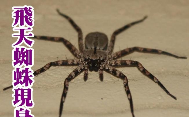 这种会“飞”的蜘蛛令科学家感震惊