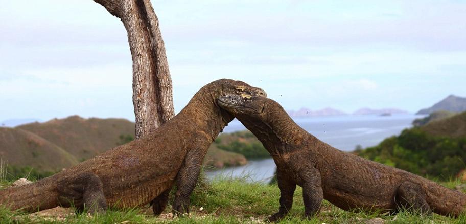 《侏罗纪世界》真实上演？印尼2只科摩多巨蜥震撼打架