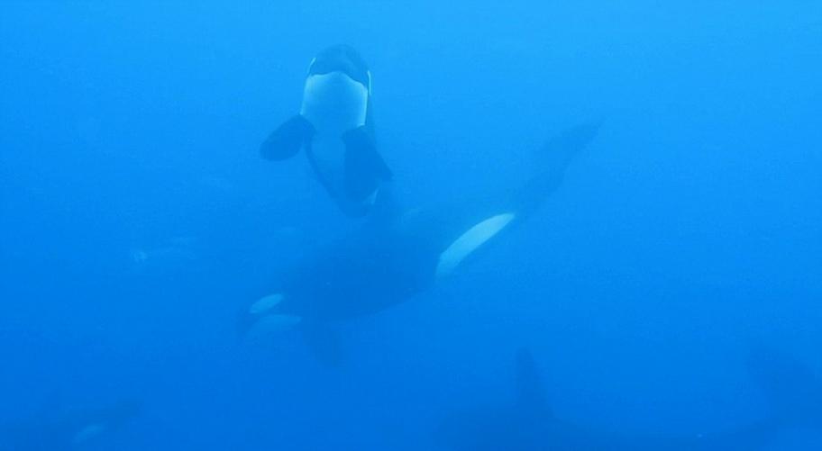 海洋生物学家拍摄到杀人鲸围猎鲨鱼的影片