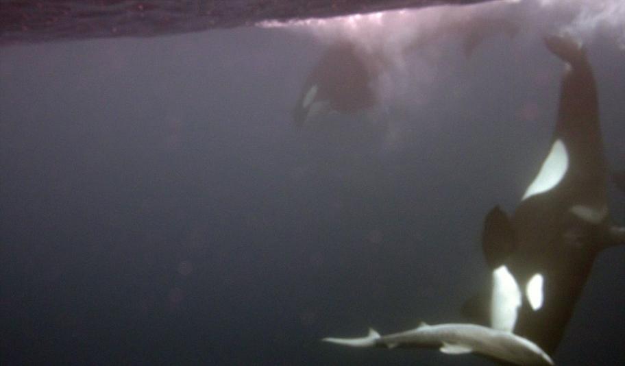 海洋生物学家拍摄到杀人鲸围猎鲨鱼的影片