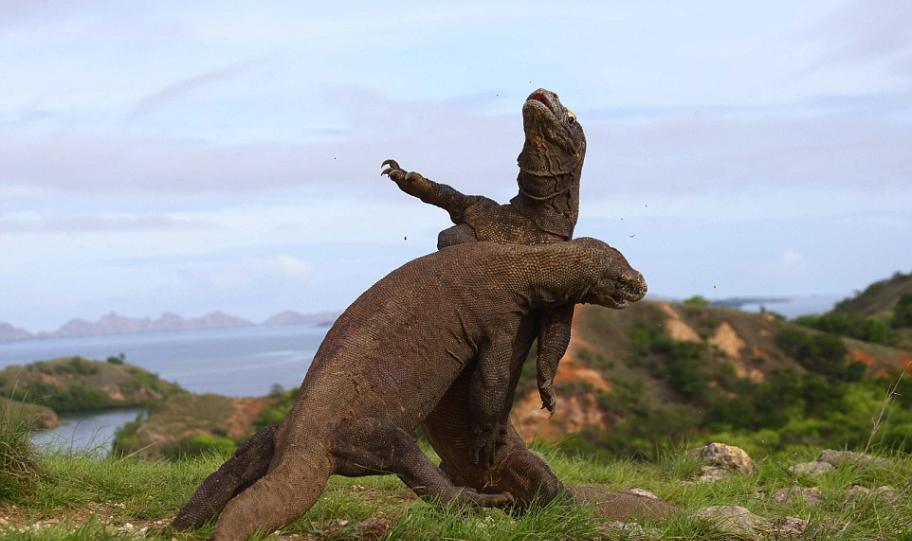 《侏罗纪世界》真实上演？印尼2只科摩多巨蜥震撼打架