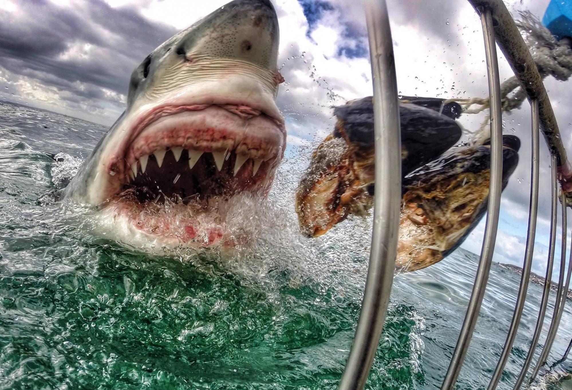 美国女摄影师拍到大白鲨张血盆大口的震撼特写
