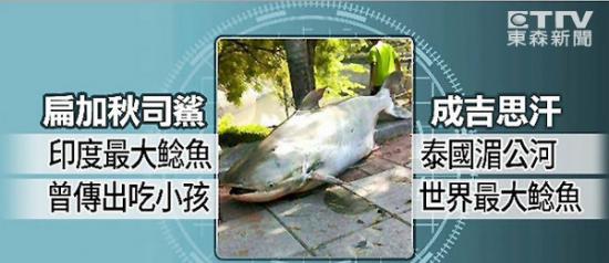 扁加秋司鲨？成吉思汗？世界最大鲶鱼曝踪。