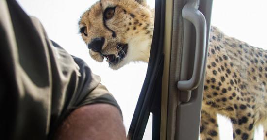 坦桑尼亚塞伦盖蒂平原自驾游 小猎豹跳上车盖