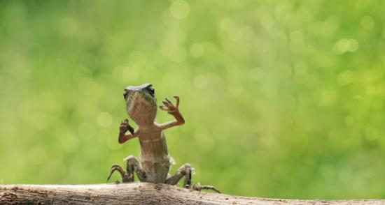 印尼两只小蜥蜴雨中“热舞”