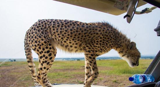 坦桑尼亚塞伦盖蒂平原自驾游 小猎豹跳上车盖