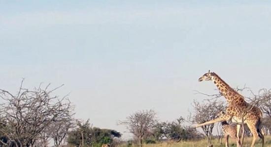 肯尼亚长颈鹿妈妈为护子飞腿吓退狮群