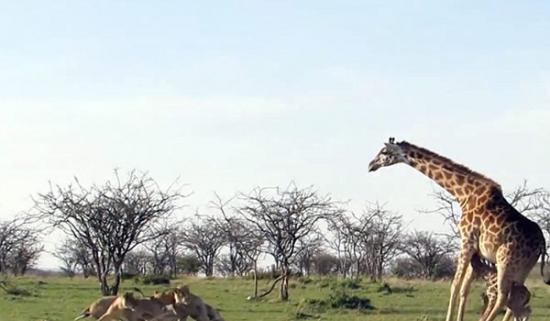 肯尼亚长颈鹿妈妈为护子飞腿吓退狮群