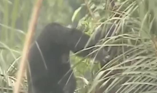 黑猩猩喝完树液后会有酒醉迹象
