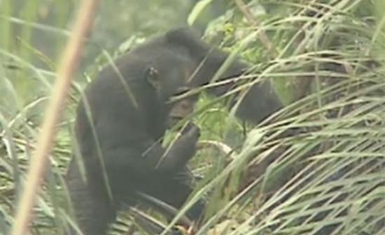 黑猩猩利用树叶吸吮棕榈树的树液