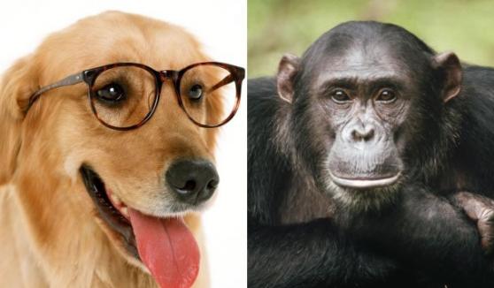 研究指狗狗与黑猩猩记忆短暂