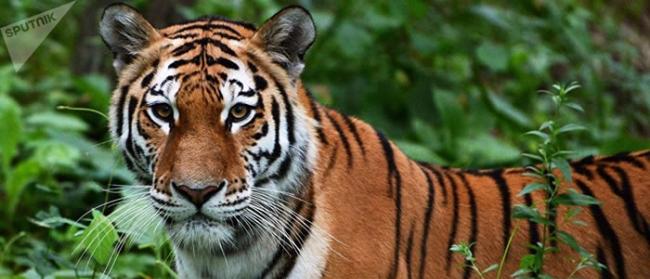 世界自然基金会：亚洲野生老虎种群数量或将增加两倍