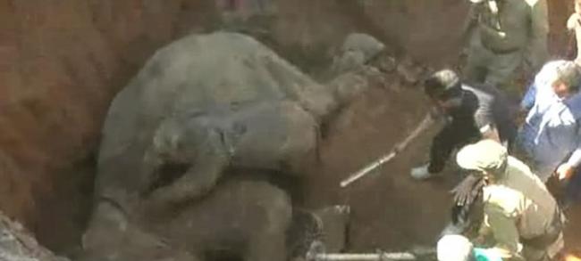 印度东北部阿萨姆邦大象母子掉落6米深坑 小象图唤醒昏迷妈妈