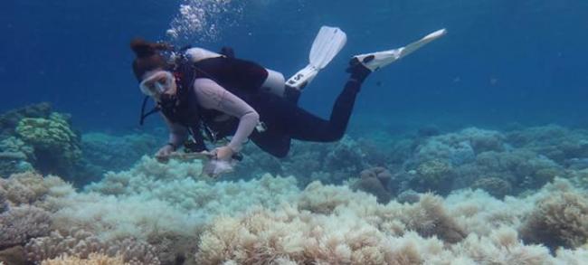 过去40年全球发生严重珊瑚白化事件的频率增加了近5倍