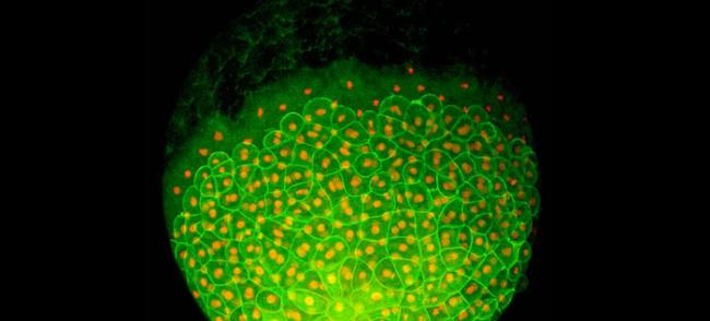 看一颗干细胞长成完整生物
