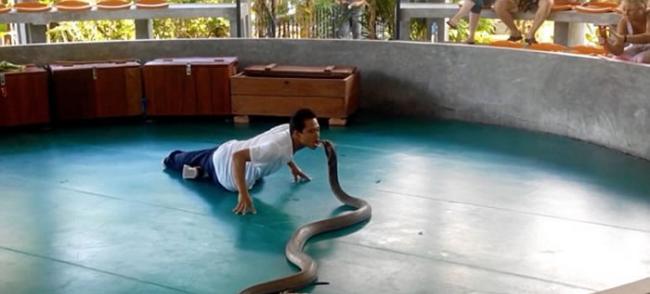 泰国布吉眼镜蛇死亡之吻表演吓破游客胆