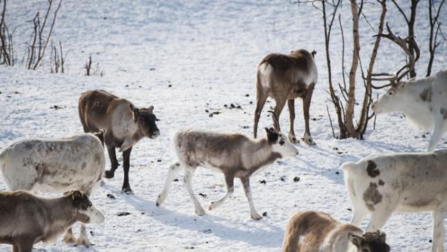 挪威最高法院以“维护生态平衡”为由下令扑杀圣诞老人的好友驯鹿