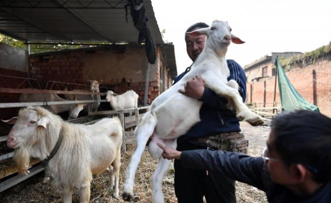 神奇公羊既能配种又能产奶。