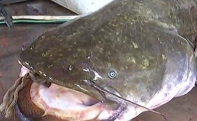 黑龙江渔民在乌苏里江捕获巨型鲶鱼 网民：已经“成精”放生吧