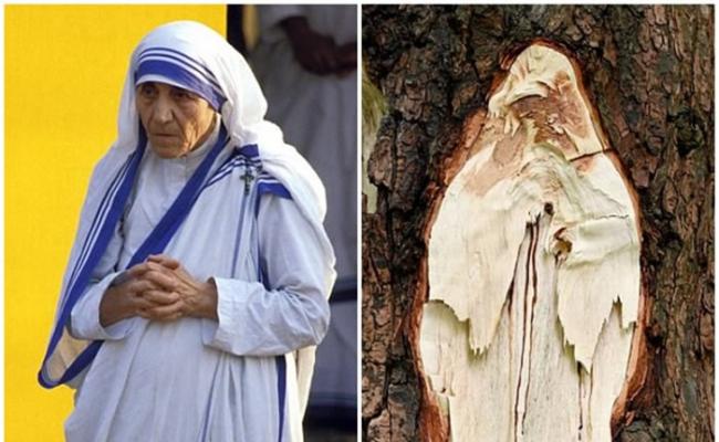 树上图案（右图）令人联想到德兰修女（左图）。