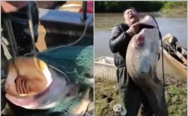 黑龙江渔民在乌苏里江捕获巨型鲶鱼 网民：已经“成精”放生吧
