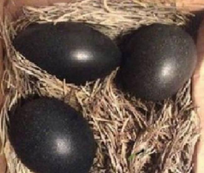 西马尼乌鸡从里到外，包括鸟喙、舌头都是黑色，不过鸡蛋却不是黑的。