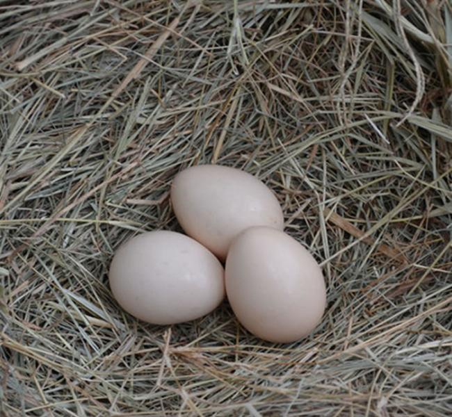 「西马尼乌鸡」的鸡蛋颜色呈米白色，但孵化出来的小鸡是全身黑的。