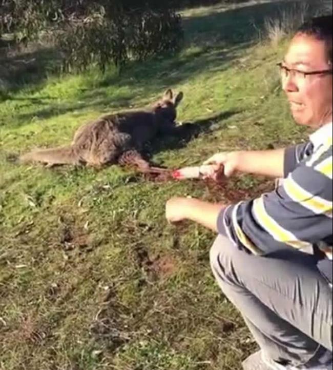 华人在澳洲虐杀袋鼠短片引发中外网民震怒