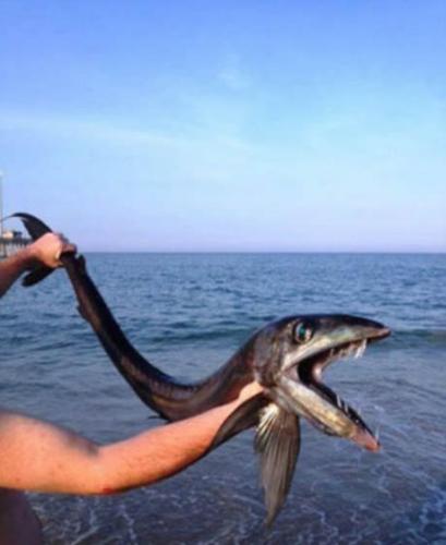 深海帆蜥鱼被冲上美国北卡罗莱纳州的海滩