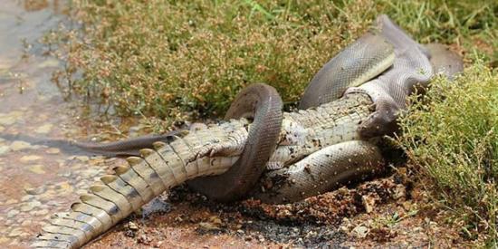 在近日发生于昆士兰州的蛇鳄大战中，这条蟒蛇吞下一条鳄鱼完全没问题。