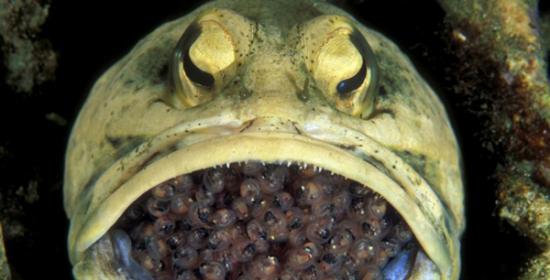 雄性后颚鱼口含数百鱼卵孵化