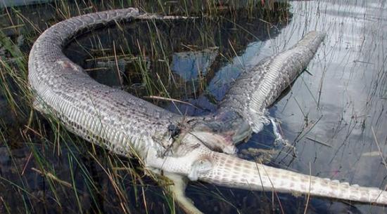9年前，在美国佛罗里达州，一条巨蟒试图吞下一条大鳄鱼，最终身体爆裂而亡。