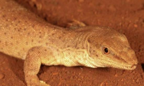 西澳省发现了全球最迷你的巨蜥品种，只有16克重。