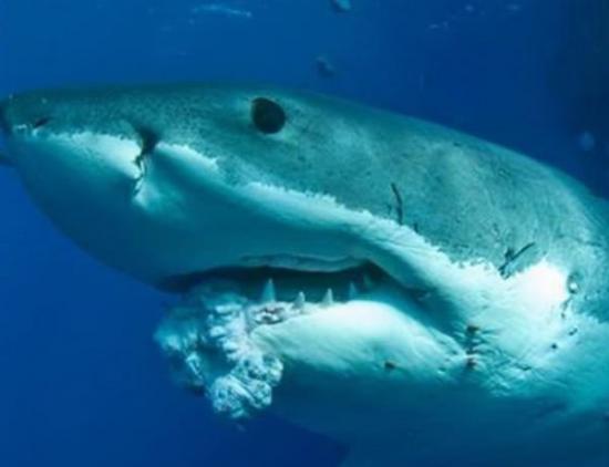 生活在南澳大利亚海域的一条大白鲨嘴部长出肿瘤
