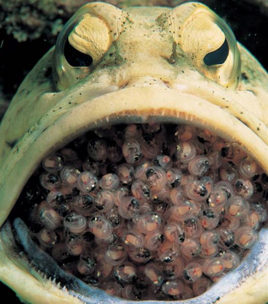 雄性后颚鱼口含数百鱼卵孵化