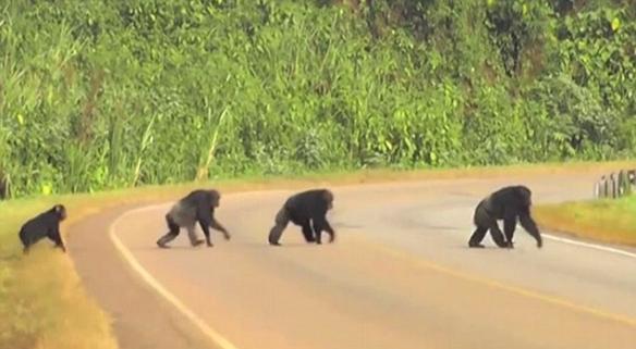 乌干达野生黑猩猩为了应付繁忙的交通开始懂得过马路