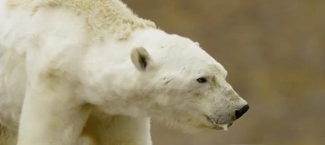 摄影师Paul Nicklen在加拿大拍下令人震惊一幕：瘦骨嶙峋的北极熊在垃圾桶找食物