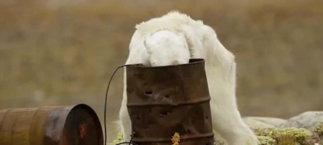 摄影师Paul Nicklen在加拿大拍下令人震惊一幕：瘦骨嶙峋的北极熊在垃圾桶找食物