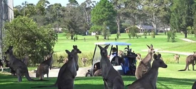 澳洲新南威尔士高尔夫球乡村俱乐部现袋鼠“球童”