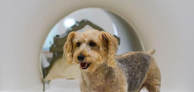 研究人员在向15只不同品种的狗出示物品并配以奖励的同时扫描了它们的大脑