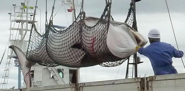 日本重启南极“科研”捕鲸 美澳等数十国联名抗议