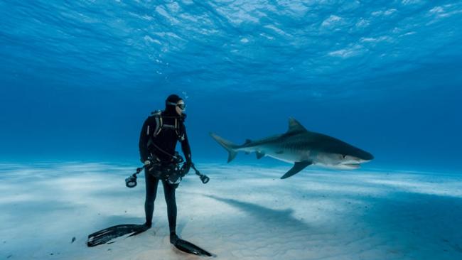 潜水者紧盯着巴哈马海域里的这只虎鲨。这个场面看似危险，其实未必如此：虎鲨靠奇袭捕捉猎物，不太可能会攻击一直将它保持在视线内的潜水者。 Photograph by