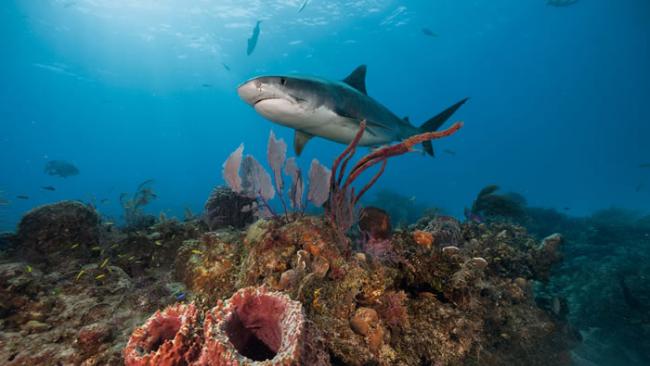 要维持巴哈马海域这片珊瑚礁的健康，可能必须仰赖虎鲨，但确切的关联仍待了解。澳洲科学家发现这些捕食者可抑制草食性海洋动物，使海草生态系不受破坏。 Photogra