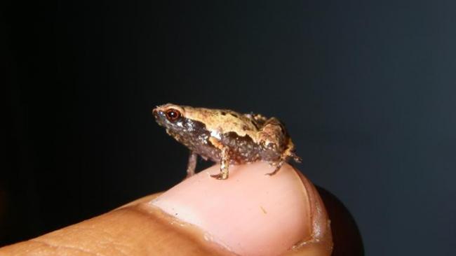 成年的雄性最小迷你蛙。 这种蛙也是全世界数一数二小的蛙，坐在人类指甲上还绰绰有余。 PHOTOGRAPH BY DR. ANDOLALAO RAKOTOARIS