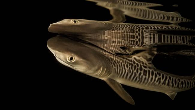 科学家在夏威夷（虎鲨活跃的区域）捕获一只新生的虎鲨幼仔，幼鲨体长一公尺，身上的独特斑纹就是虎鲨得名的由来。这些斑纹会随年纪褪去。 Photograph by B