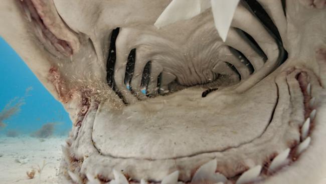 虎鲨的上下颚和牙齿可以咬碎并撕裂坚硬物体，比如龟壳，因此若碰到相机这类异物时，它们大可以先咬一下，之后再担心能不能吃。 Photograph by Brian