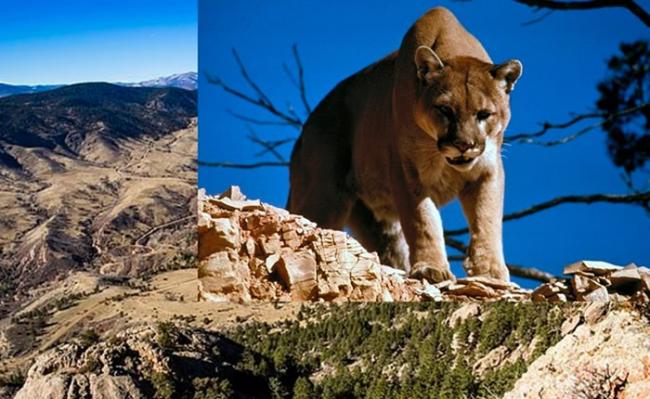 美国科罗拉多州男子跑步时遭突袭 徒手勒死美洲狮