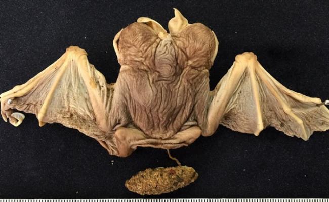 连体蝙蝠的胎盘仍与躯体相连。
