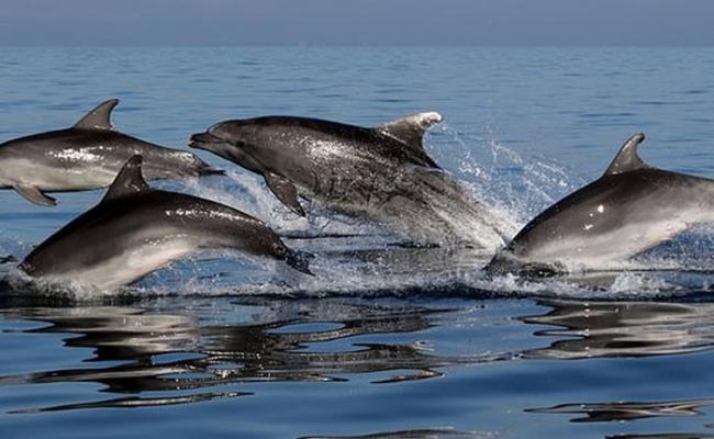 研究发现海豚会联群结队出没 同时避免其他同类加入