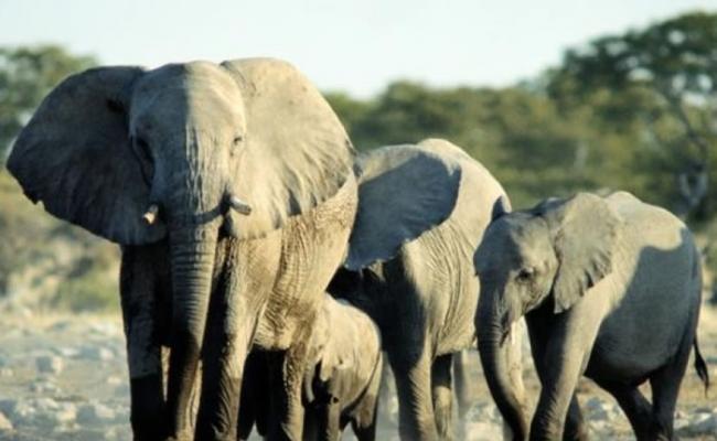 非洲大象数量正大幅减少。
